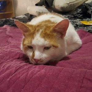 Meet your Posher, Dawn